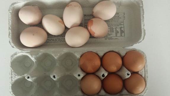 Color off Eggs