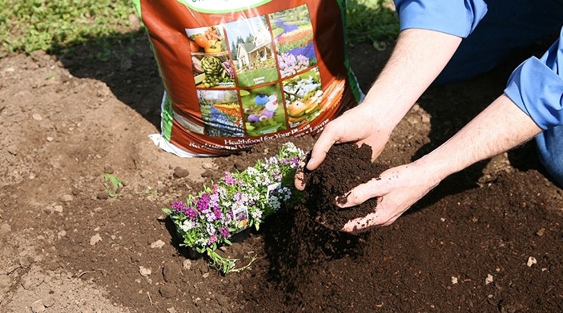 Photo using compost
