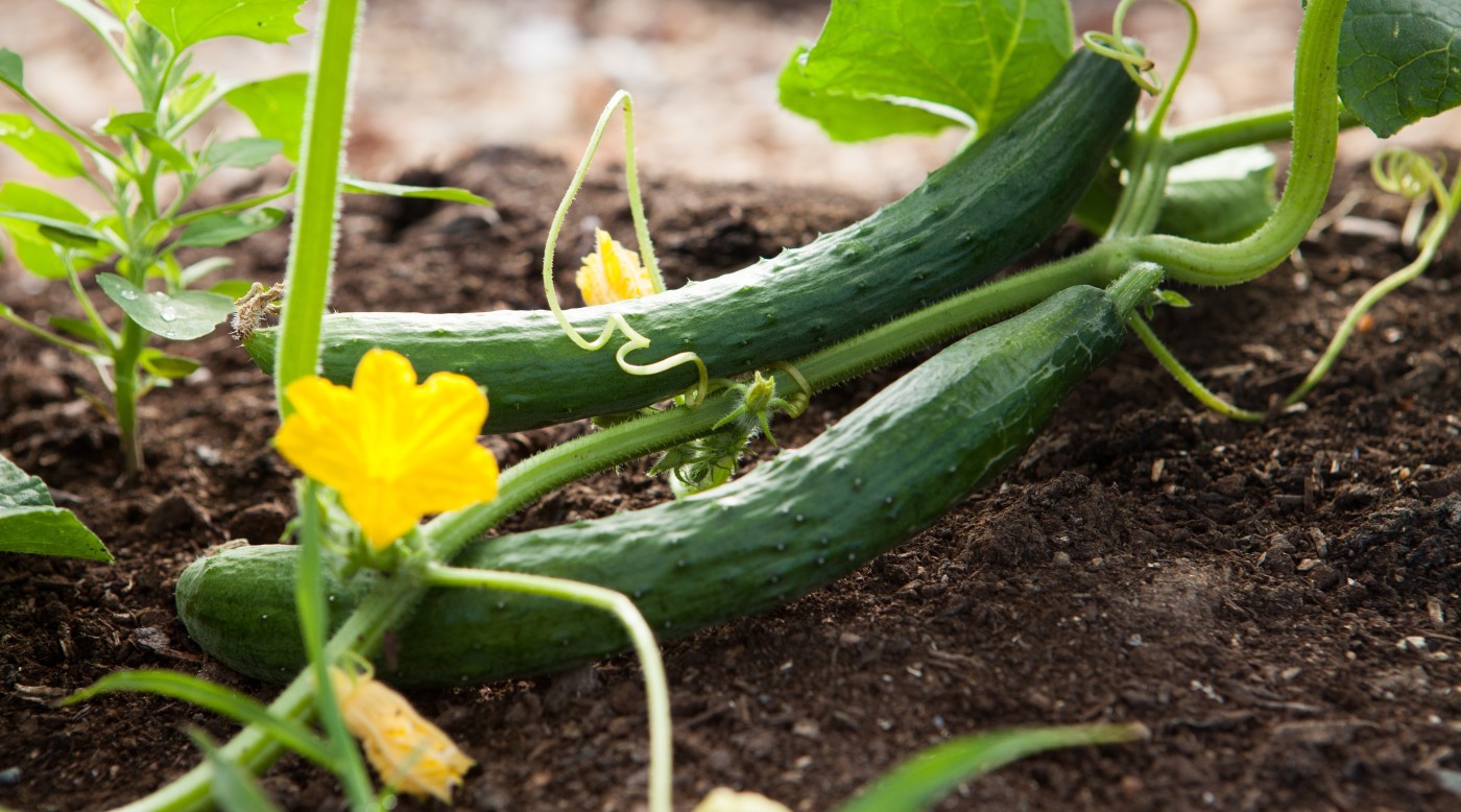 Photo of a cucumber vine