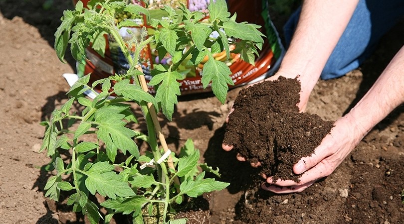 Photo of someone planting a tomato plant