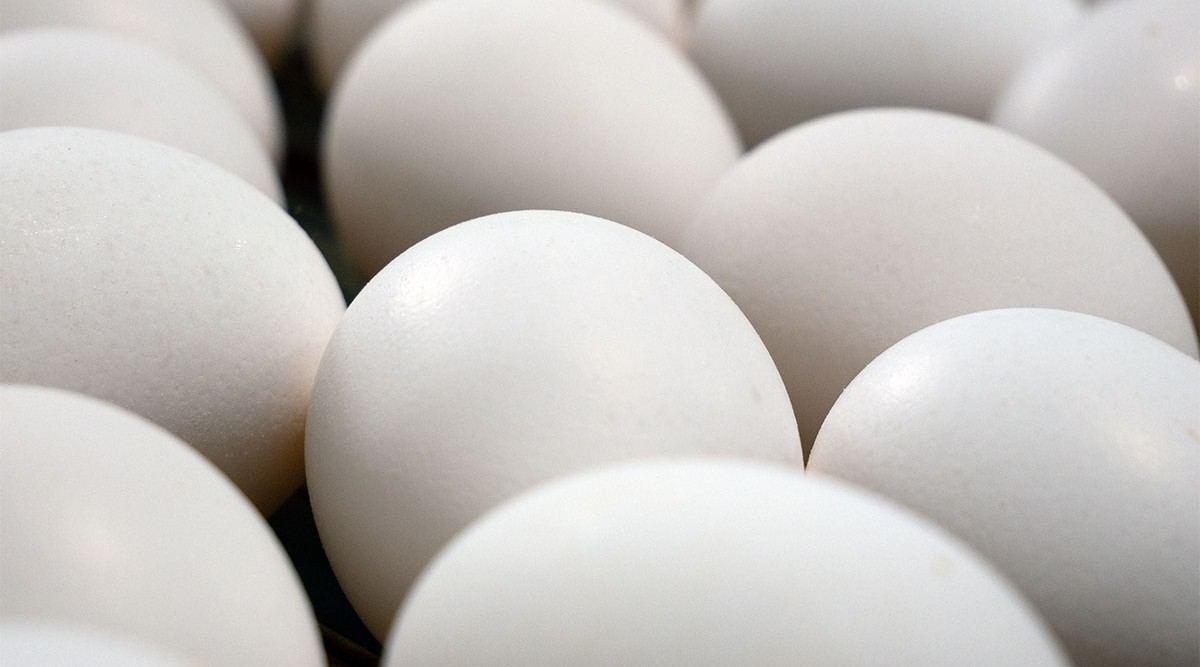 Traditional White Eggs