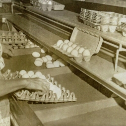 Zelma packing eggs